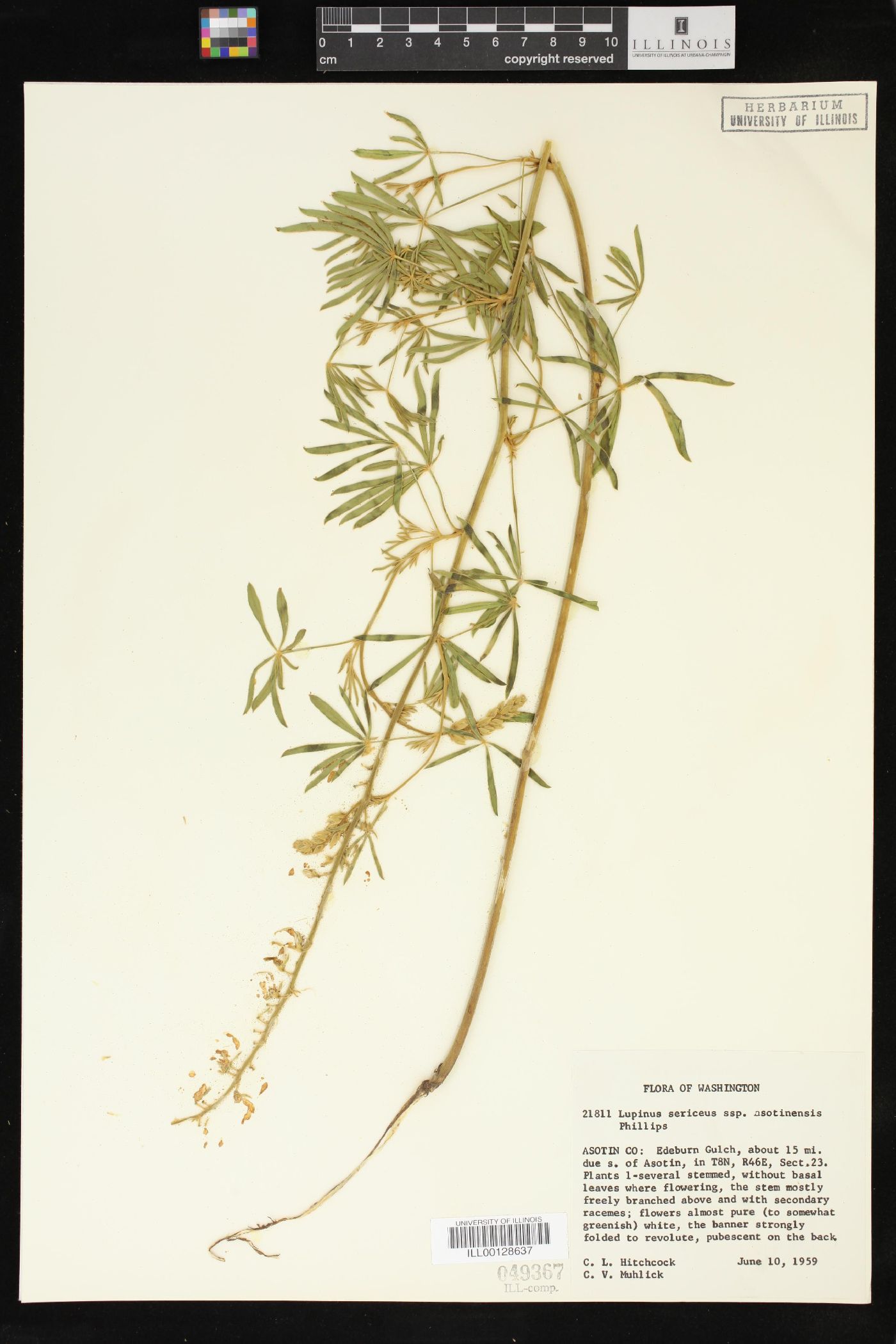 Lupinus sericeus subsp. asotinensis image