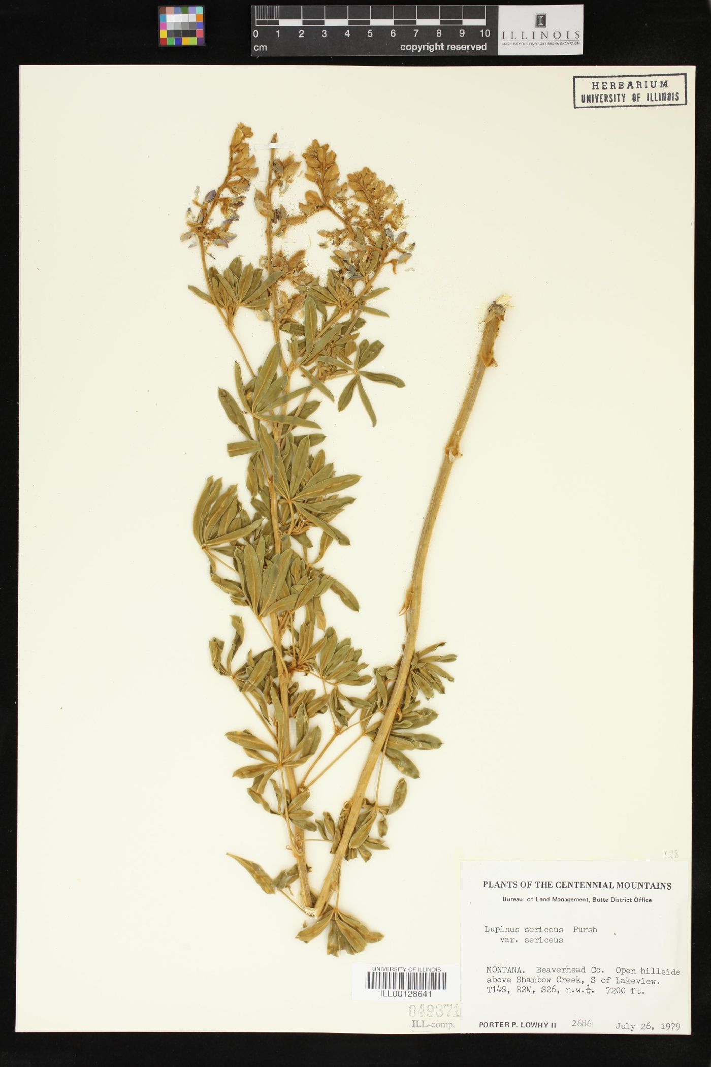 Lupinus sericeus var. sericeus image