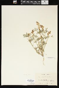 Lupinus sparsiflorus image