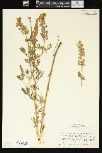 Lupinus spathulatus image