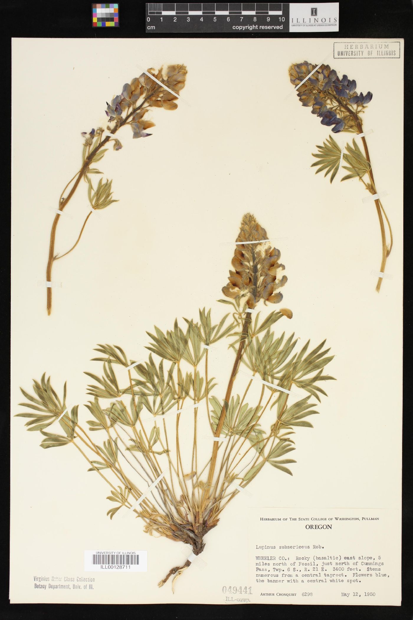 Lupinus subsericeus image