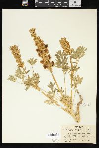 Lupinus subvexus image