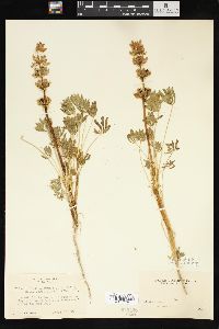 Lupinus subvexus image