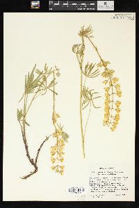 Lupinus sulphureus var. sulphureus image