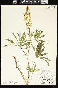 Lupinus sulphureus var. sulphureus image