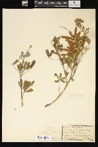 Lupinus texensis image