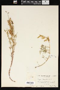 Lupinus truncatus image