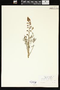 Lupinus truncatus image