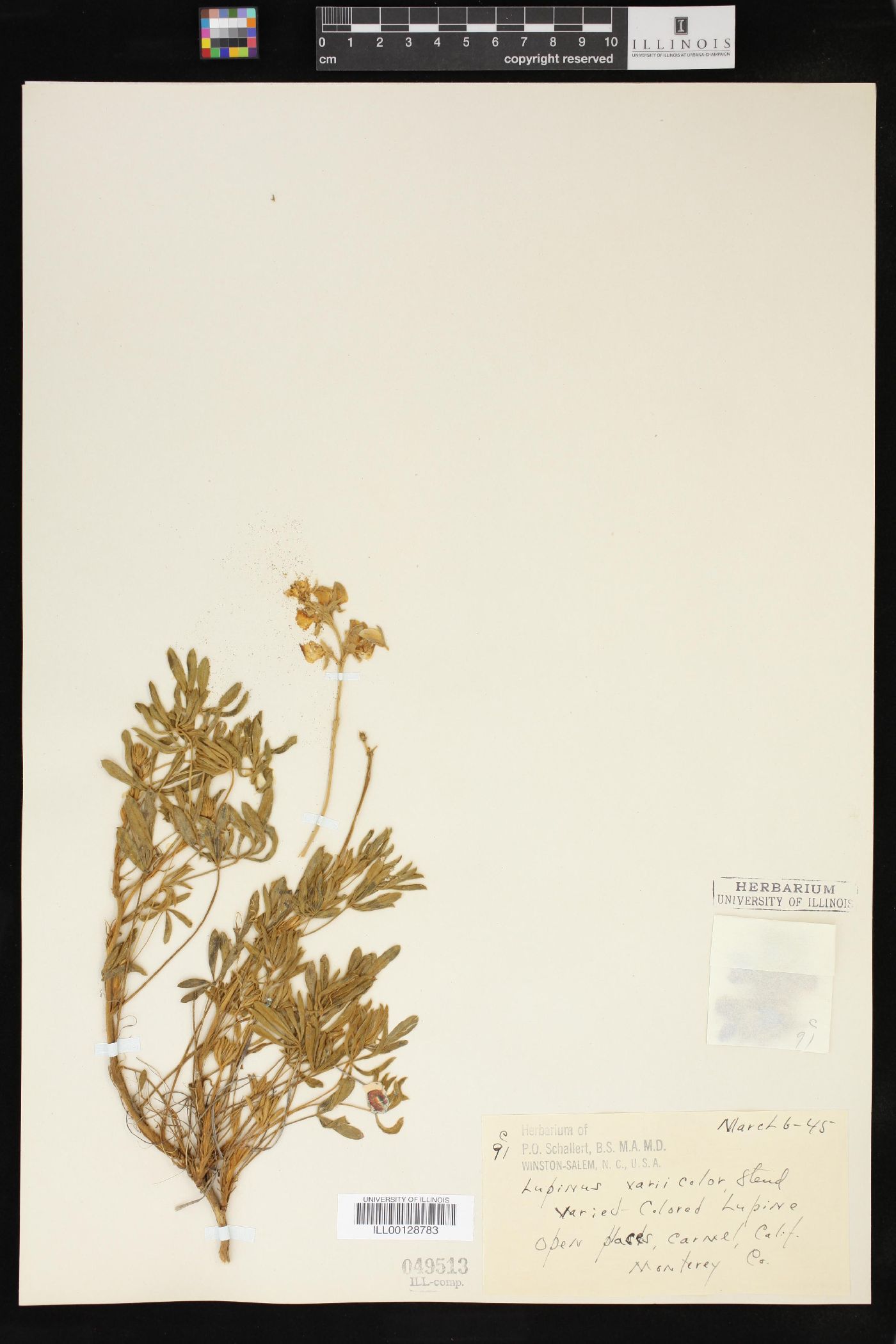 Lupinus variicolor image
