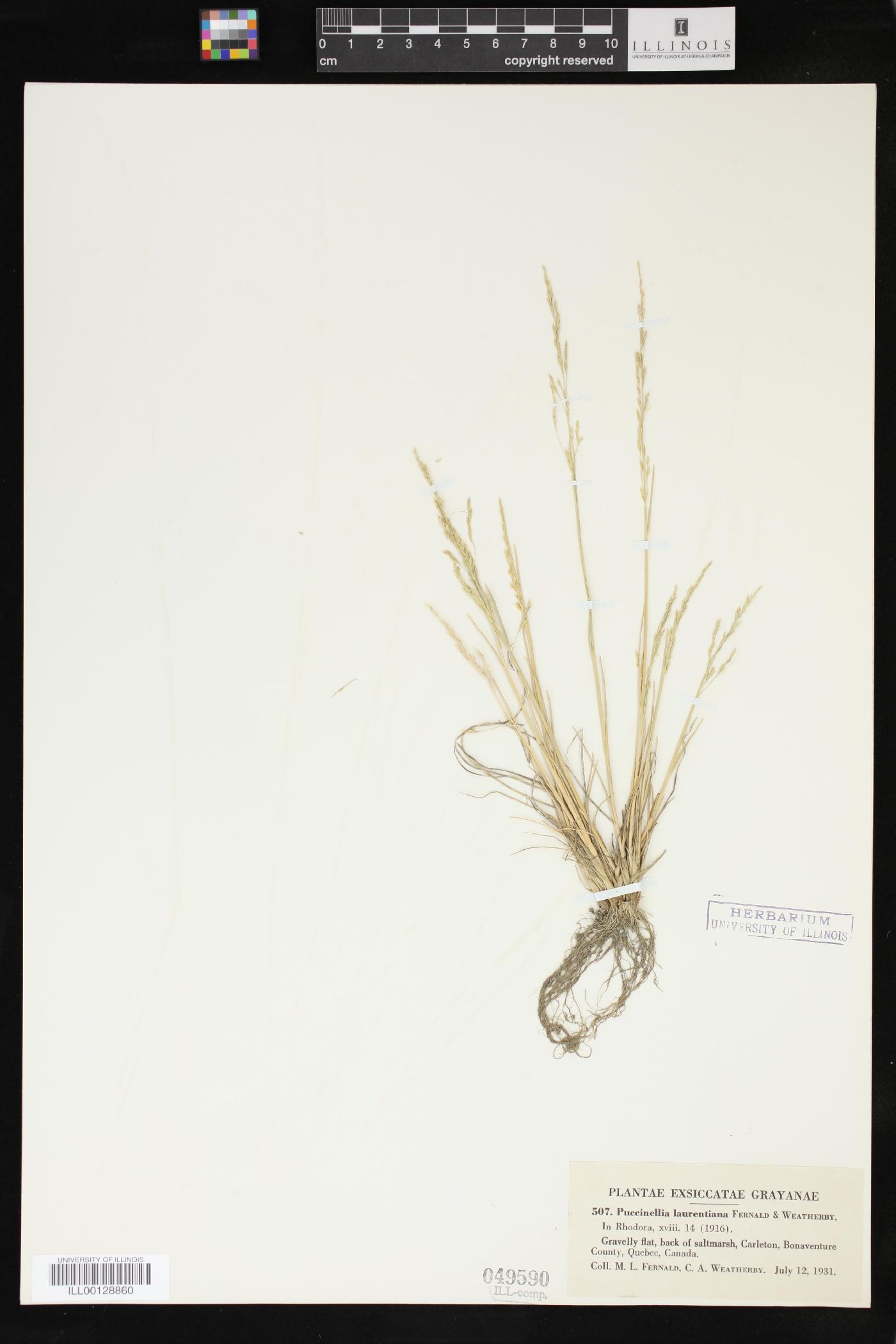 Puccinellia laurentiana image