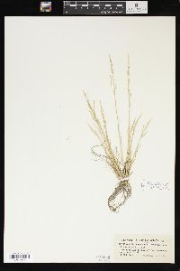 Puccinellia laurentiana image