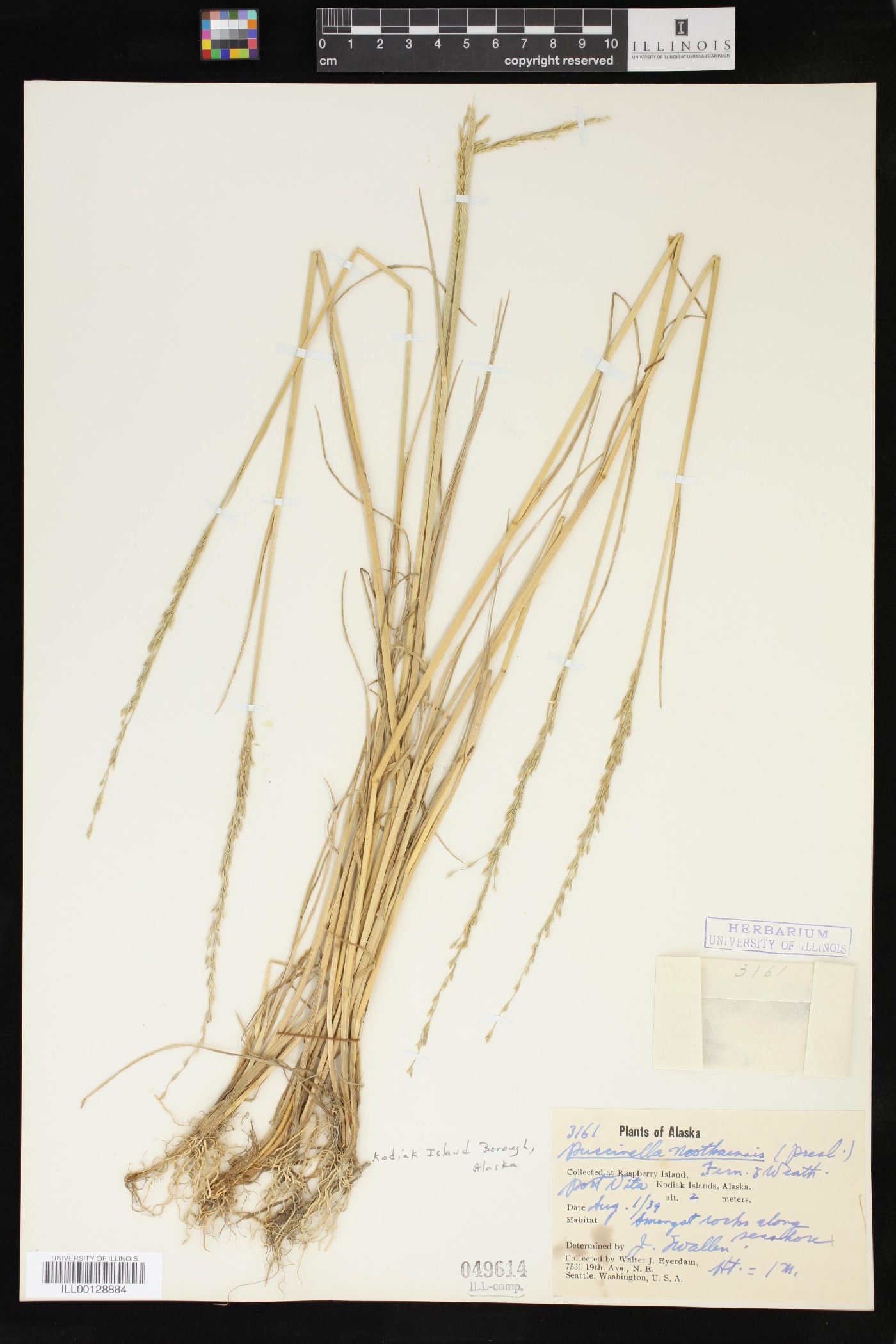 Puccinellia nutkaensis image