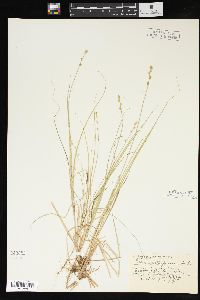 Carex arctiformis image