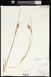 Carex lenticularis image