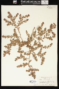 Polygonum achoreum image