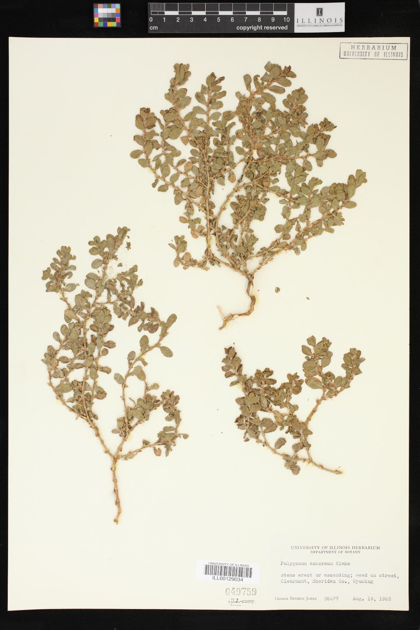 Polygonum achoreum image