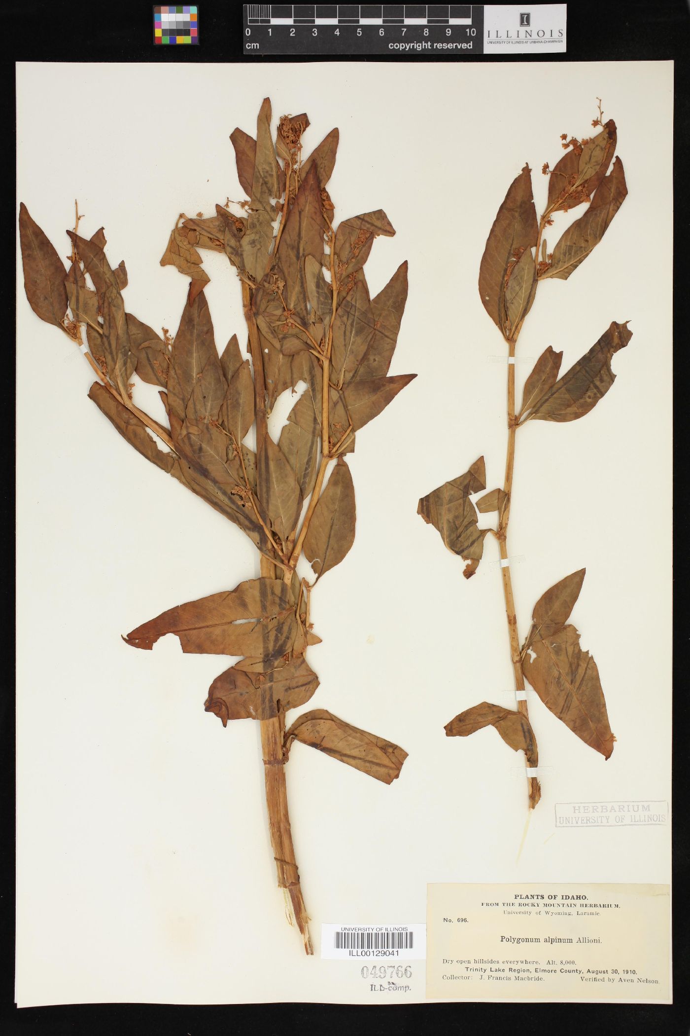 Polygonum alpinum image