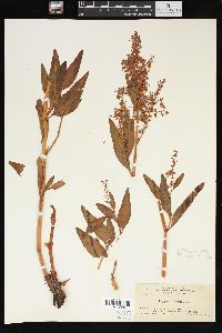 Polygonum alpinum image