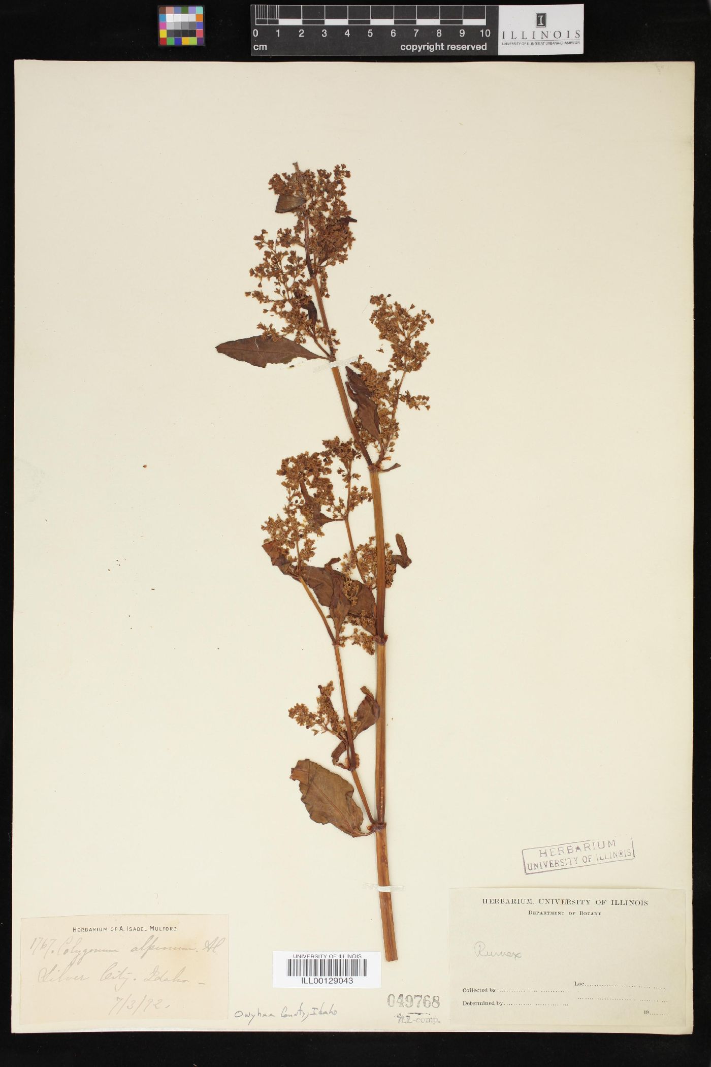 Polygonum alpinum image