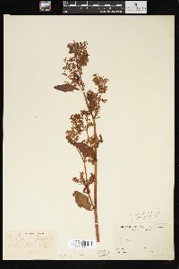 Polygonum alpinum image