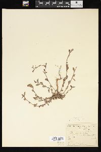 Polygonum aviculare subsp. aviculare image