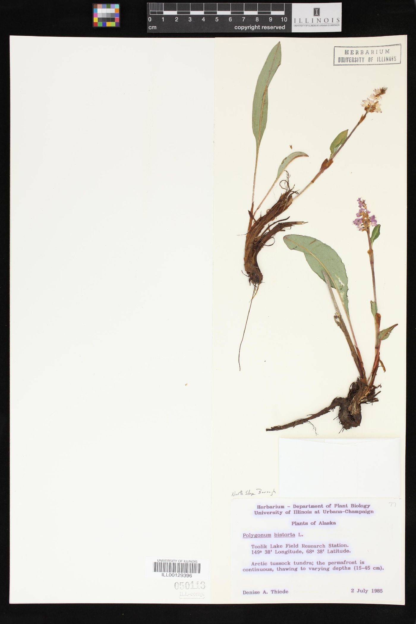 Polygonum bistorta image