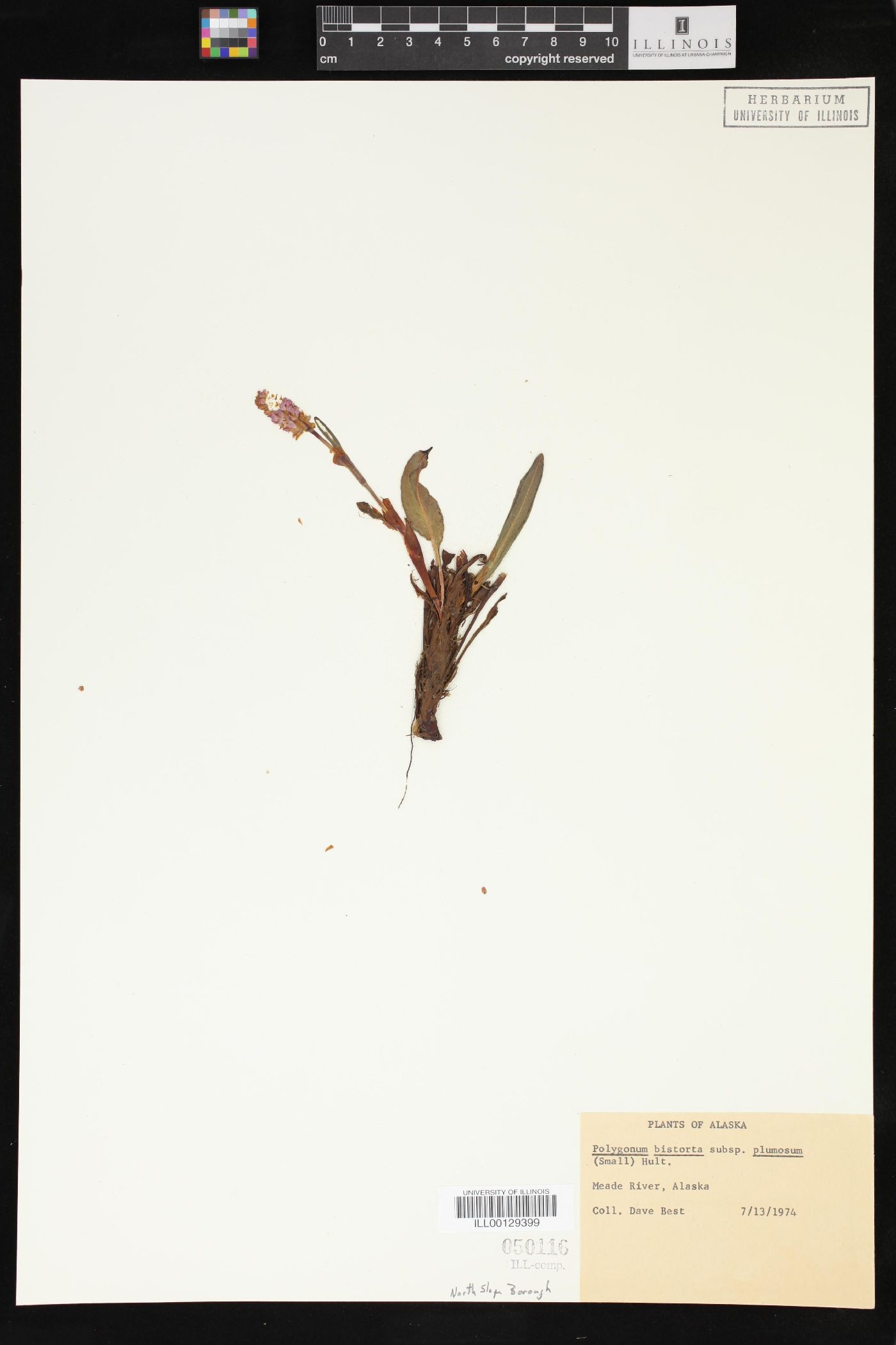 Polygonum bistorta subsp. plumosum image