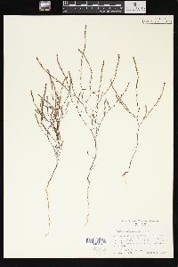 Polygonum californicum image