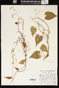 Fallopia cilinodis image