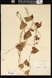 Fallopia cilinodis image