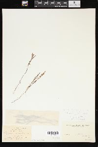 Polygonum coarctatum image