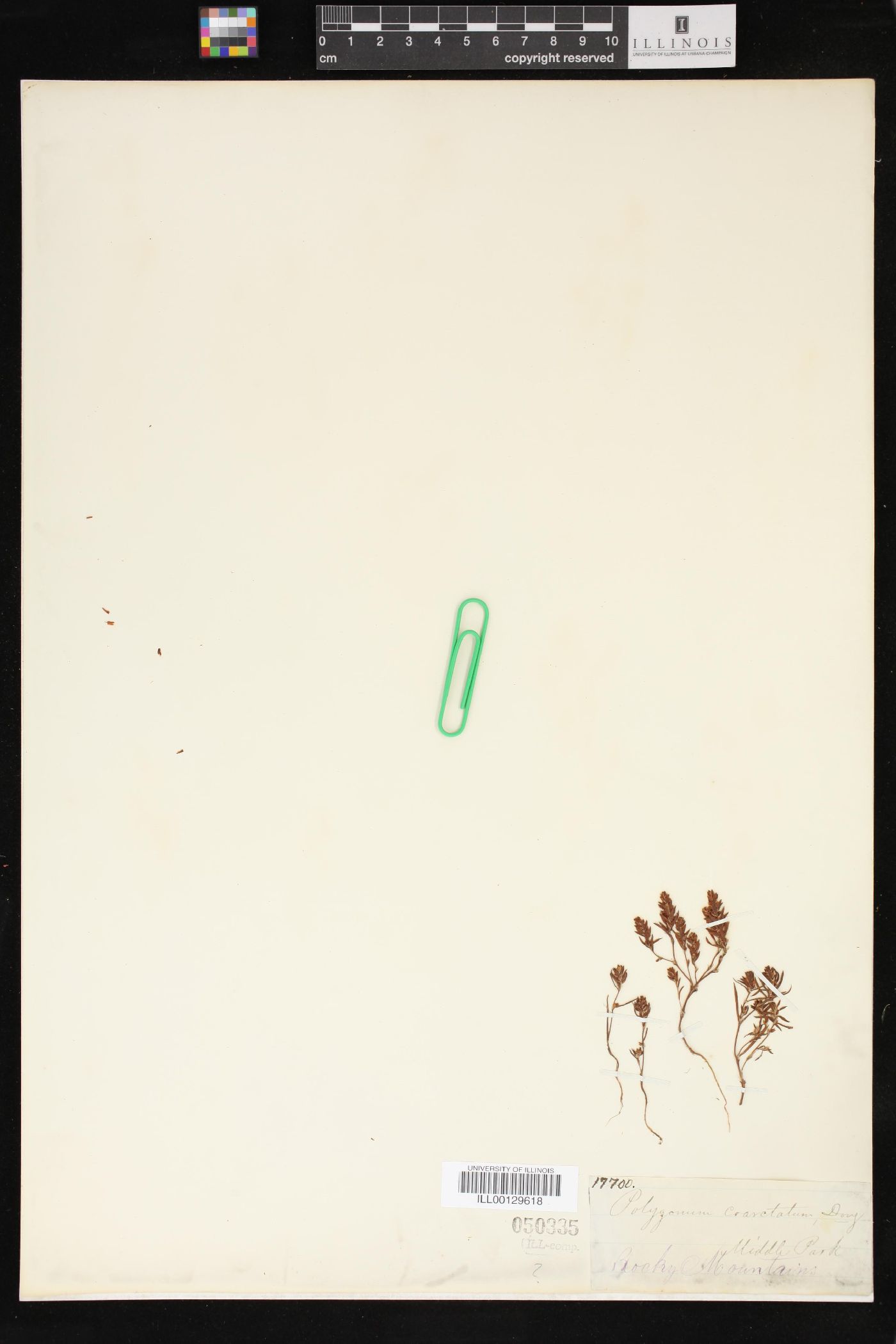 Polygonum coarctatum image