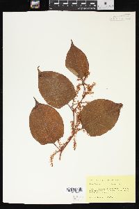 Reynoutria japonica image