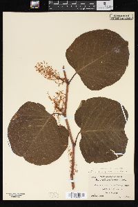 Reynoutria japonica image