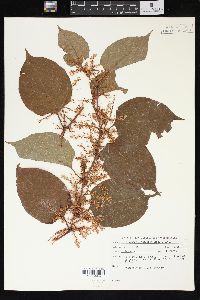 Reynoutria japonica image