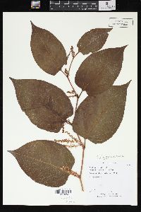 Reynoutria japonica image