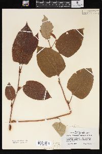 Reynoutria japonica image