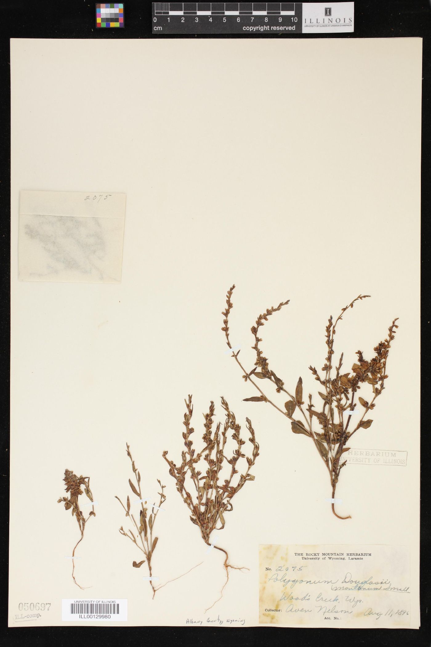 Polygonum douglasii var. montanum image