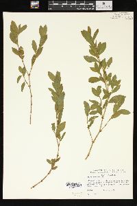 Polygonum erectum image