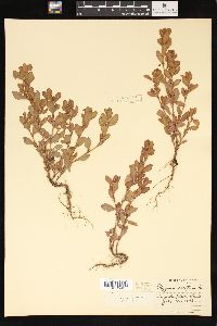 Polygonum erectum image