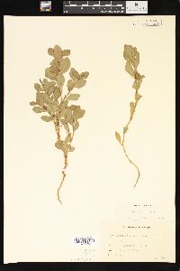 Polygonum erectum image