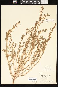 Polygonum erectum image