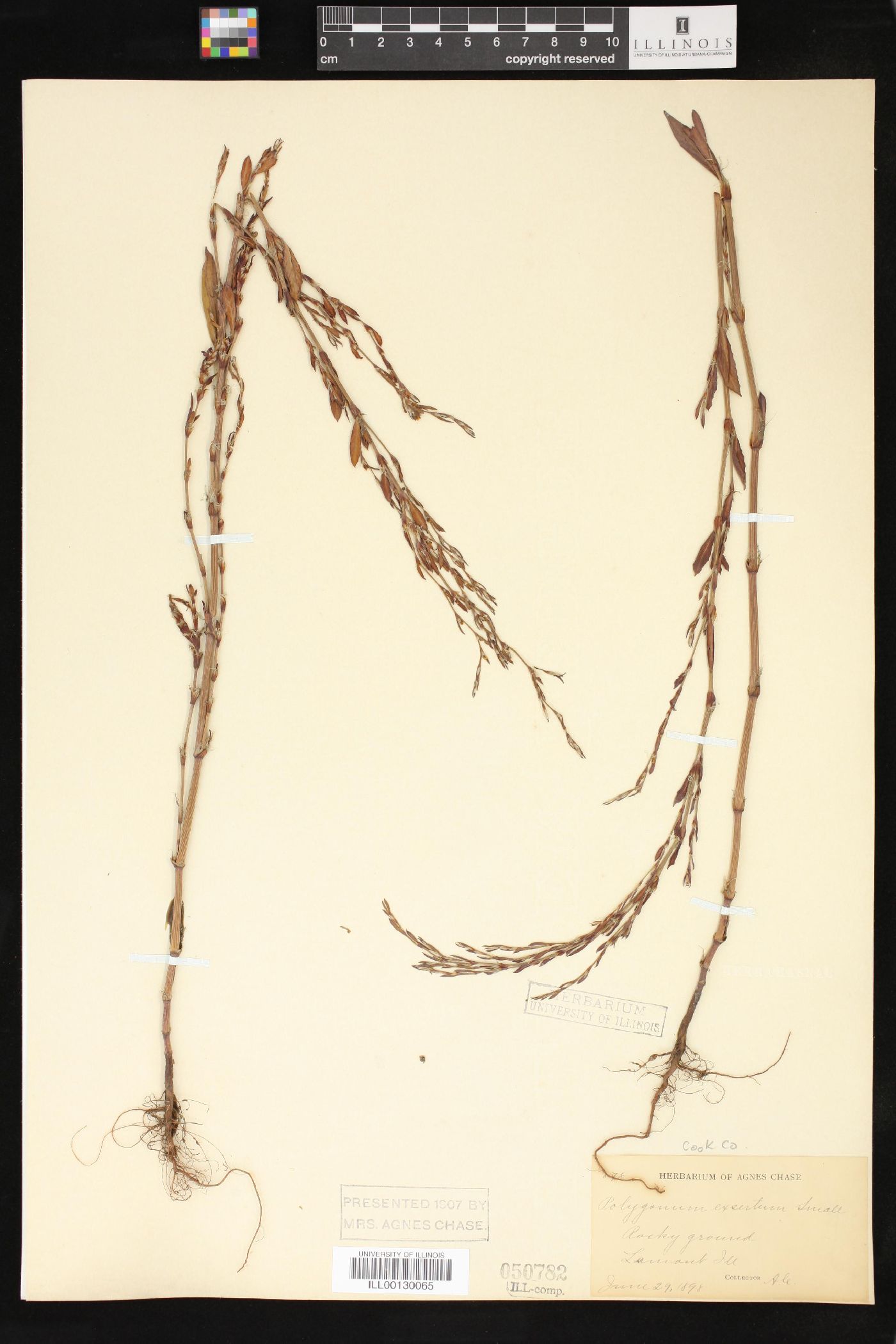 Polygonum ramosissimum var. ramosissimum image