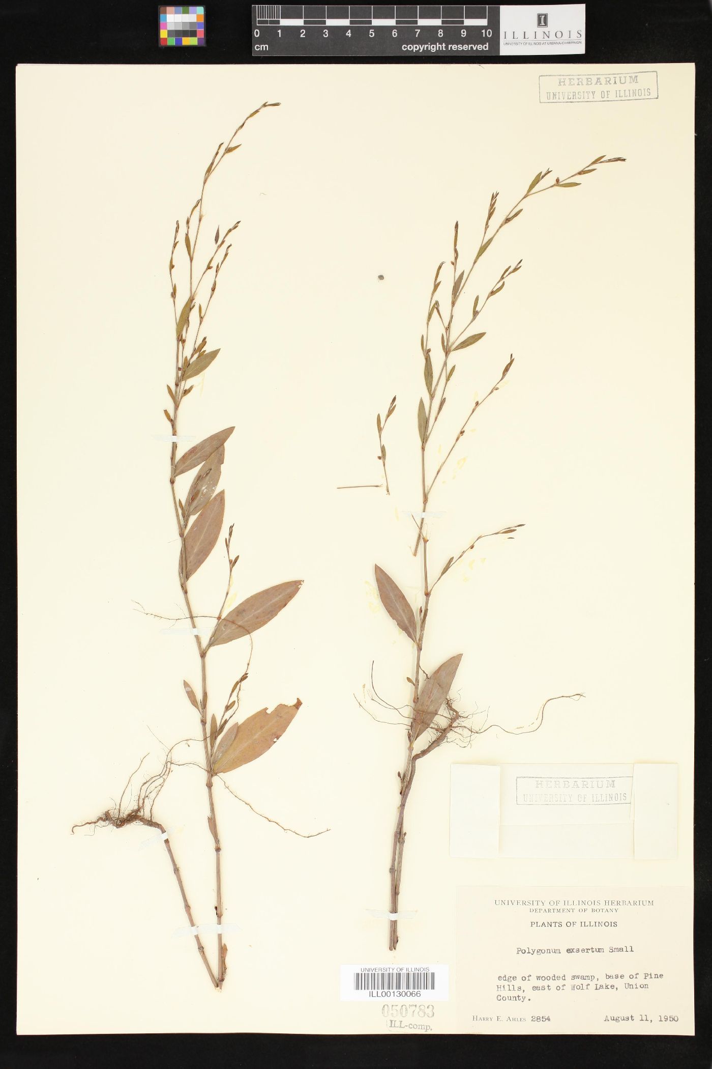 Polygonum ramosissimum var. ramosissimum image