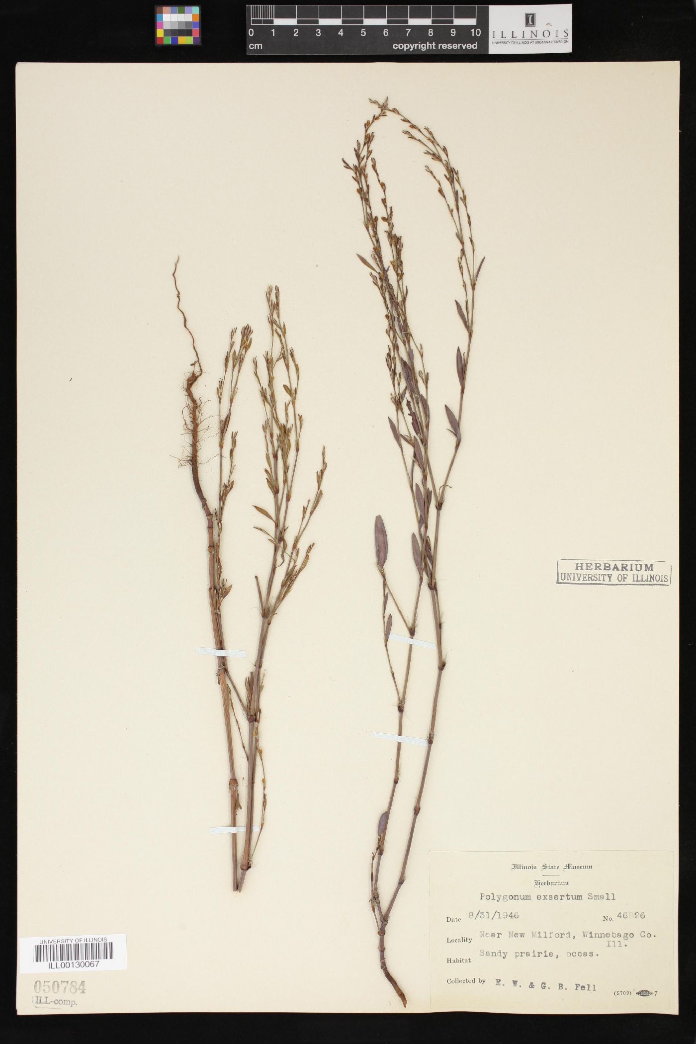Polygonum ramosissimum var. ramosissimum image
