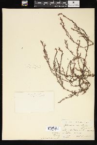 Polygonum ramosissimum var. ramosissimum image