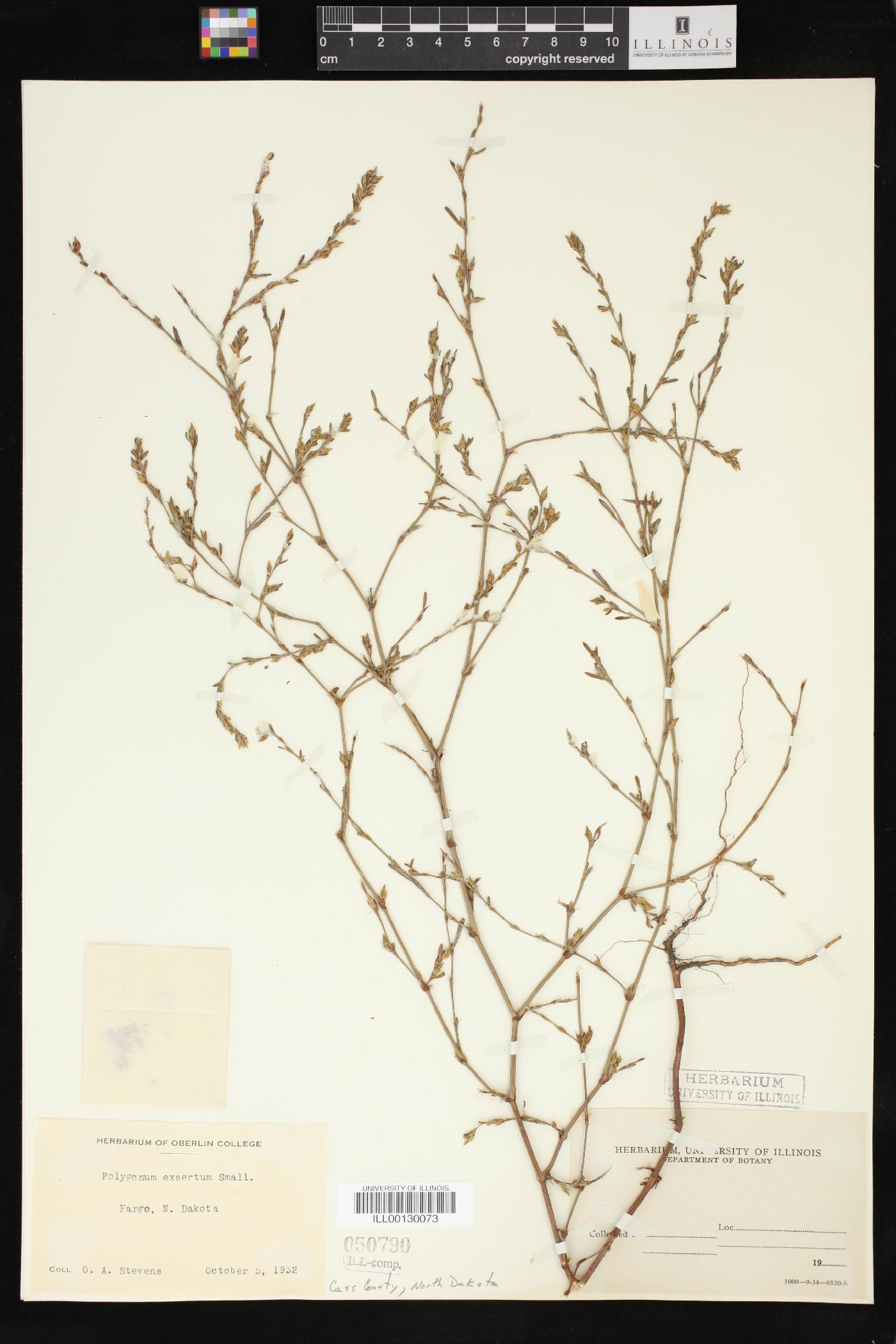 Polygonum ramosissimum var. ramosissimum image