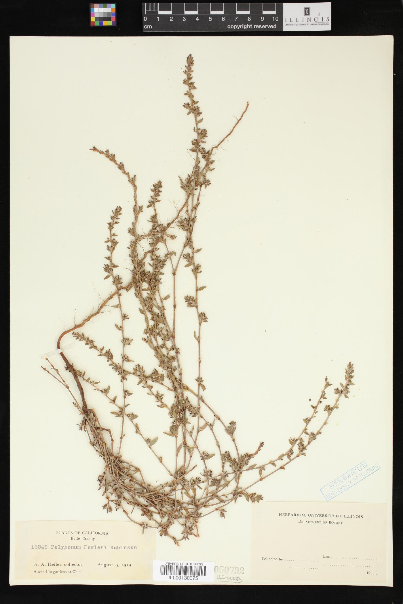 Polygonum fowleri image