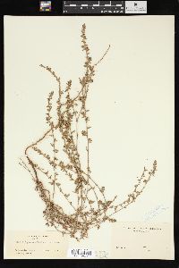 Polygonum fowleri image