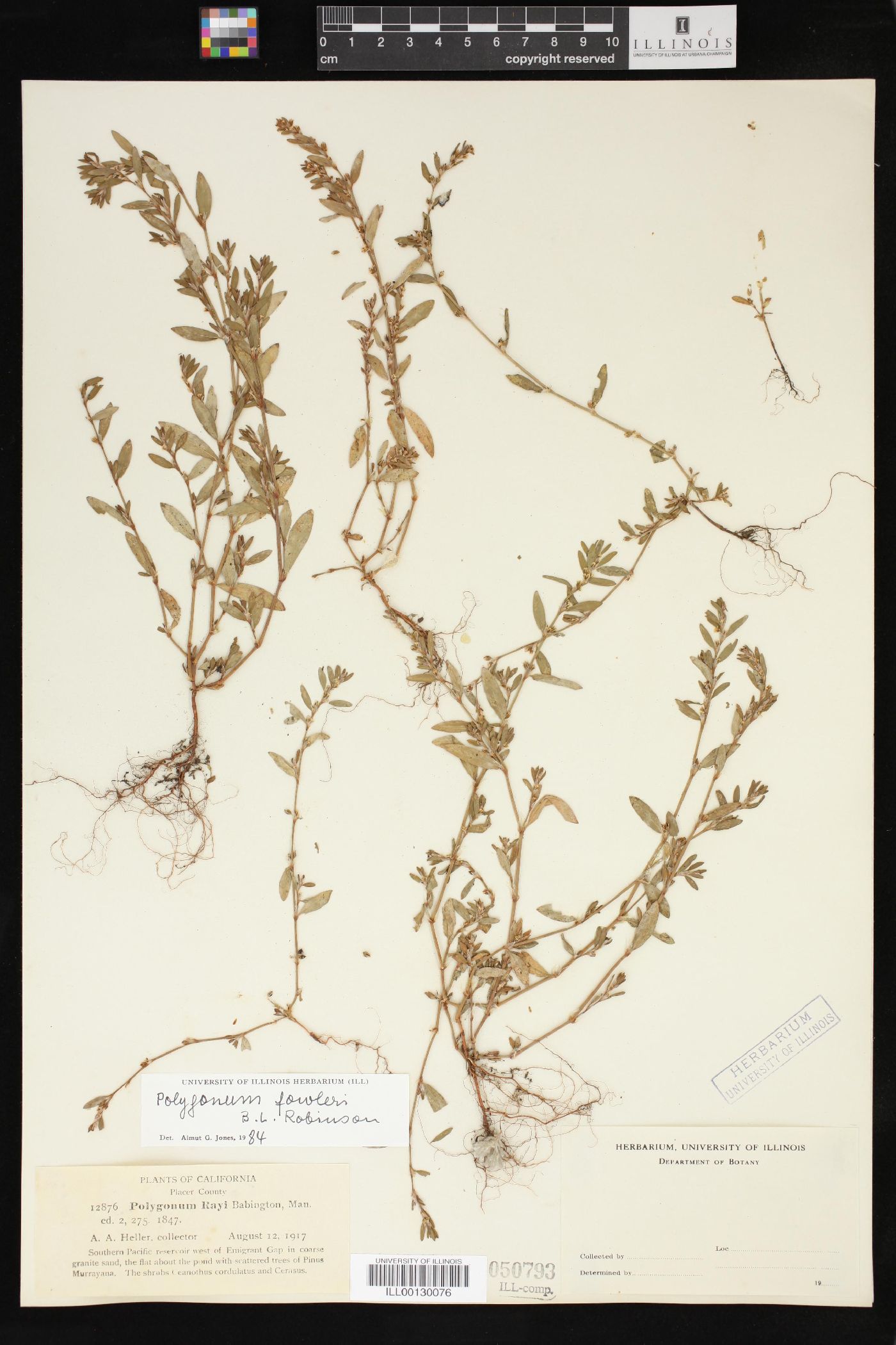 Polygonum fowleri image